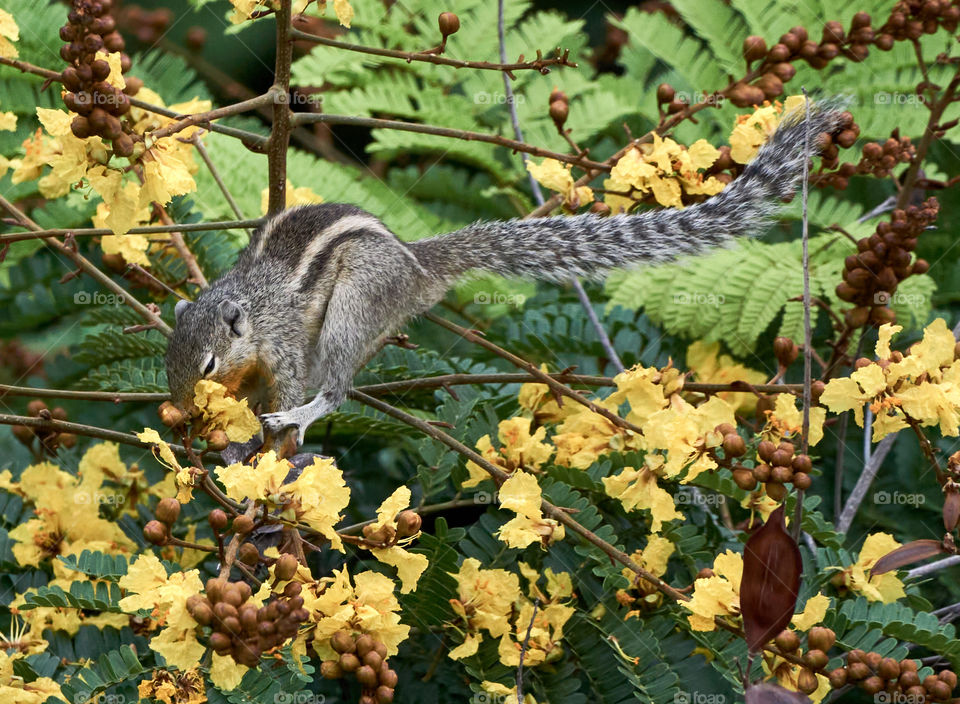 Animal photography - Squirrel - Enjoying morning food -  pulling the flower strongly