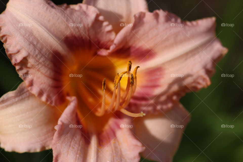 Daylily 