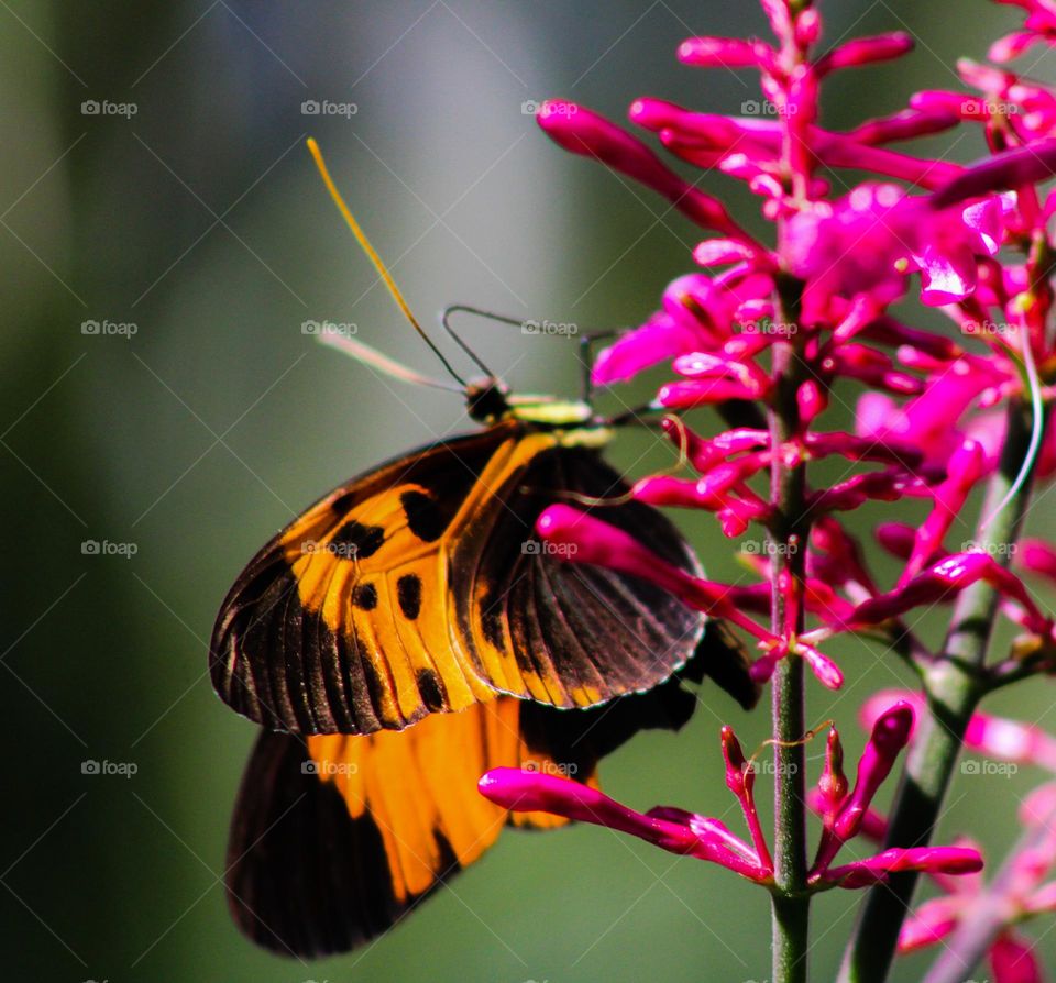 Black and orange butterfly 