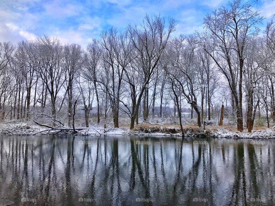 River view and the trees