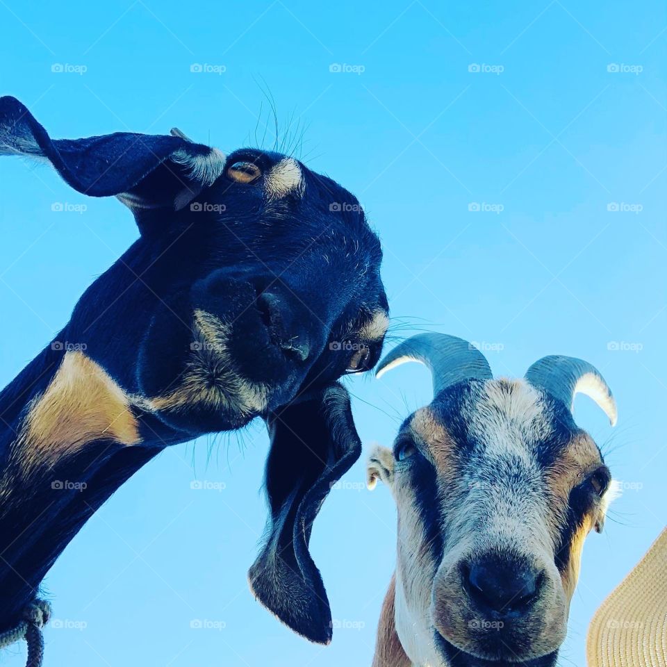 Goats and sky