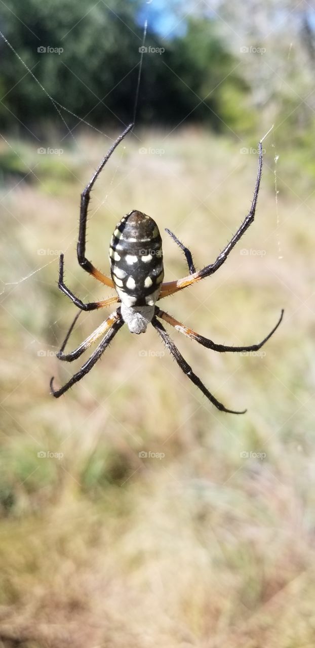 A big yellow garden spider (Argiope aurantia) climbs down to look at me as I walk around her web taking photos from all angles. I have several other shots of this spider available.