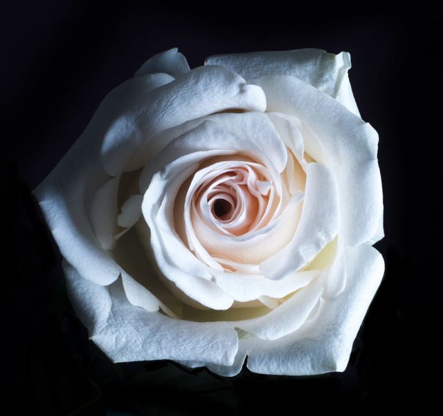White Rose