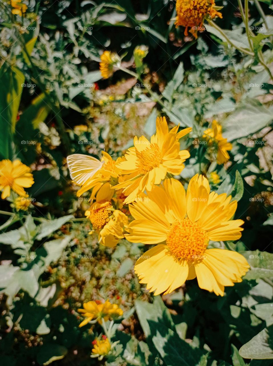 🌼🌼🌼