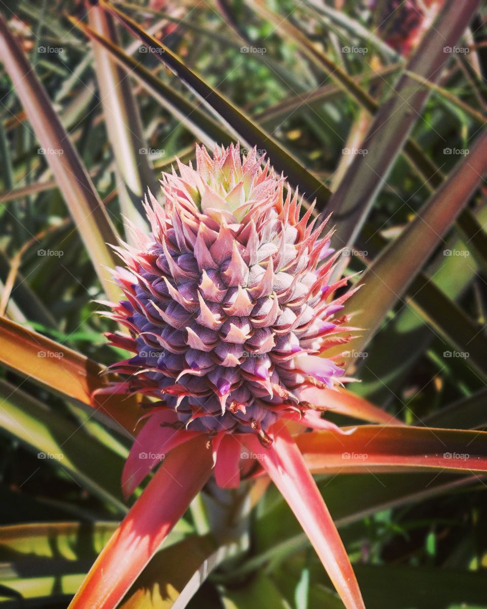 Pineapple in Maui, Hawaii