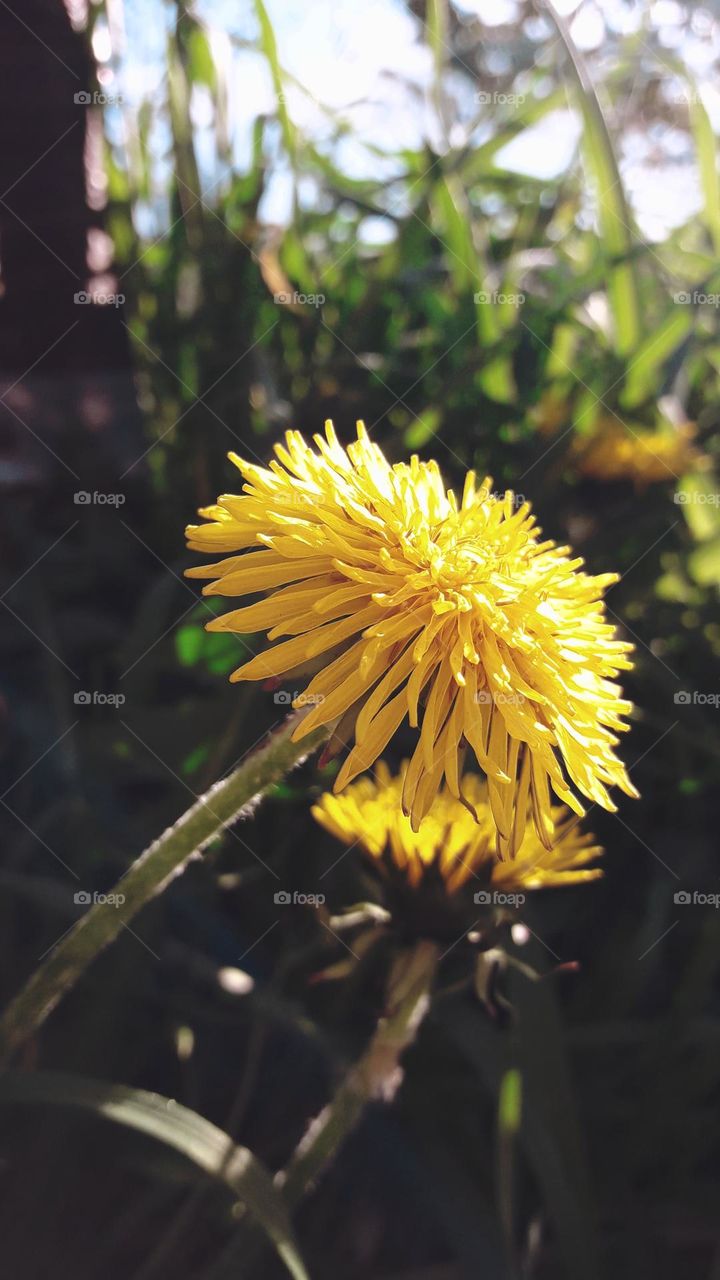 Dandelion