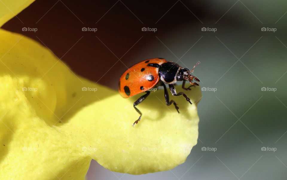 Ladybug on yellow flower petal