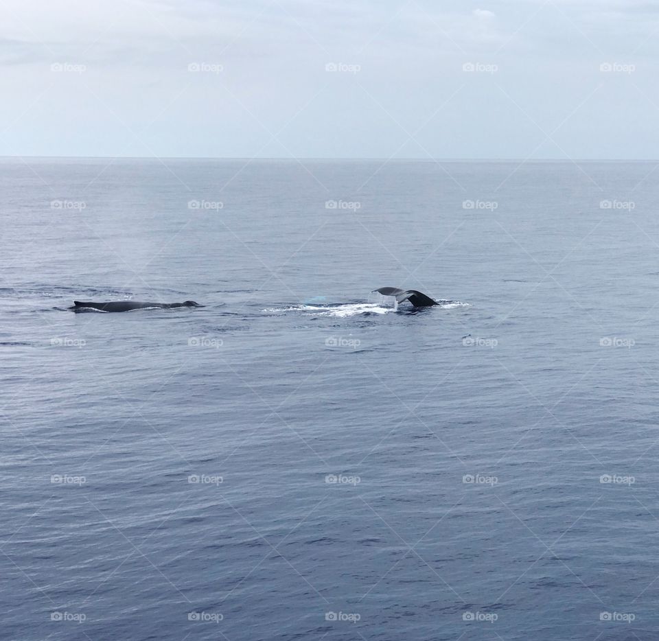 Beautiful humpback whale dorsal and fluke-up dive in the clear blue waters of Hawaii 