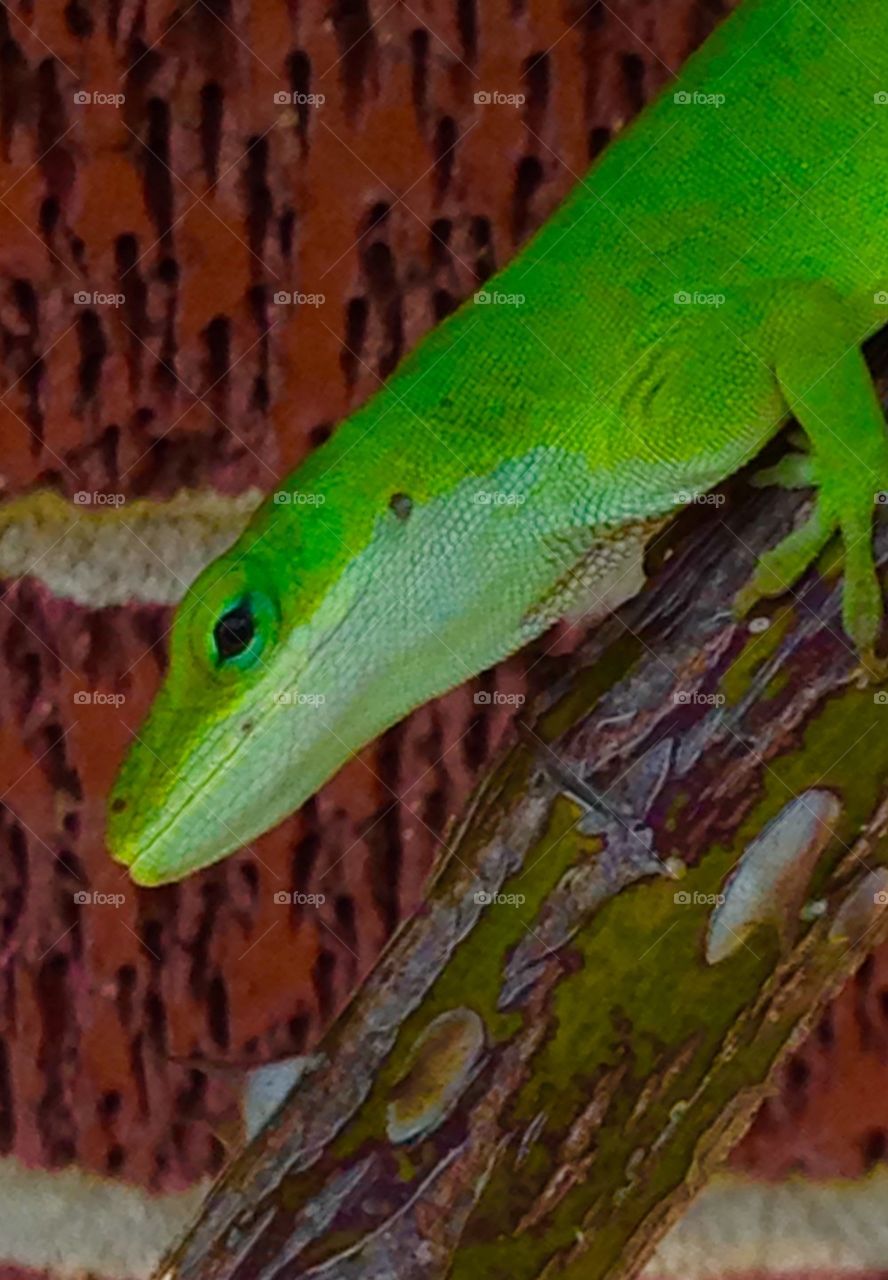 Green anole lizard