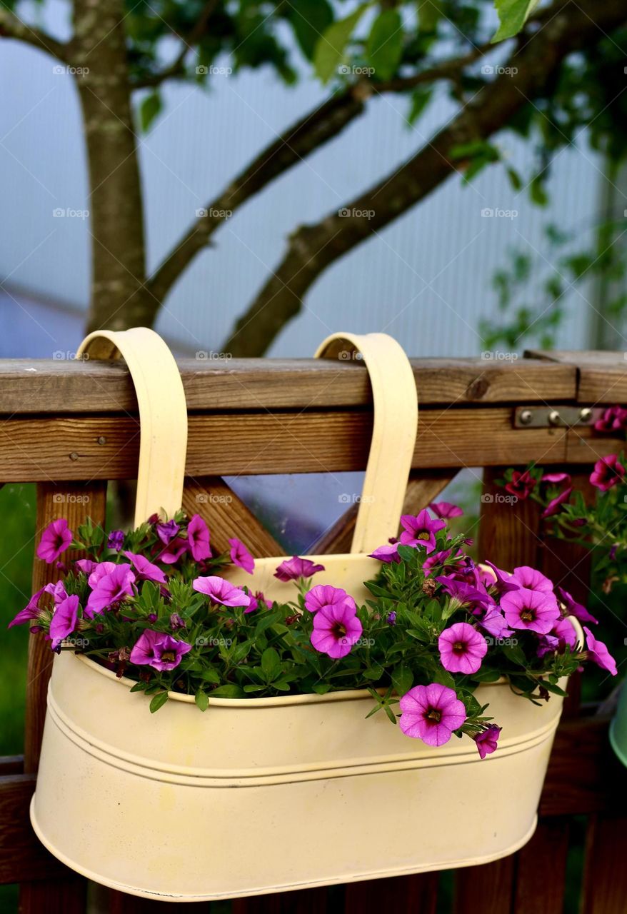 Little perunias by the fence