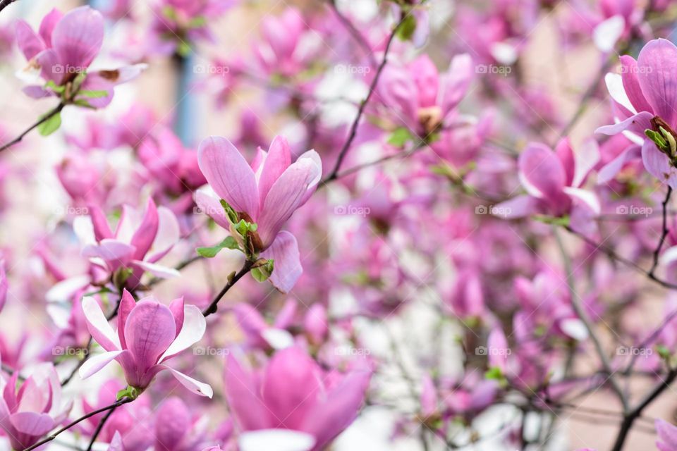 Blooming magnolia tree