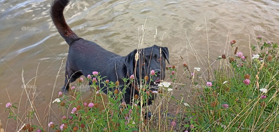 dog on a water lake summer time, mobile photography