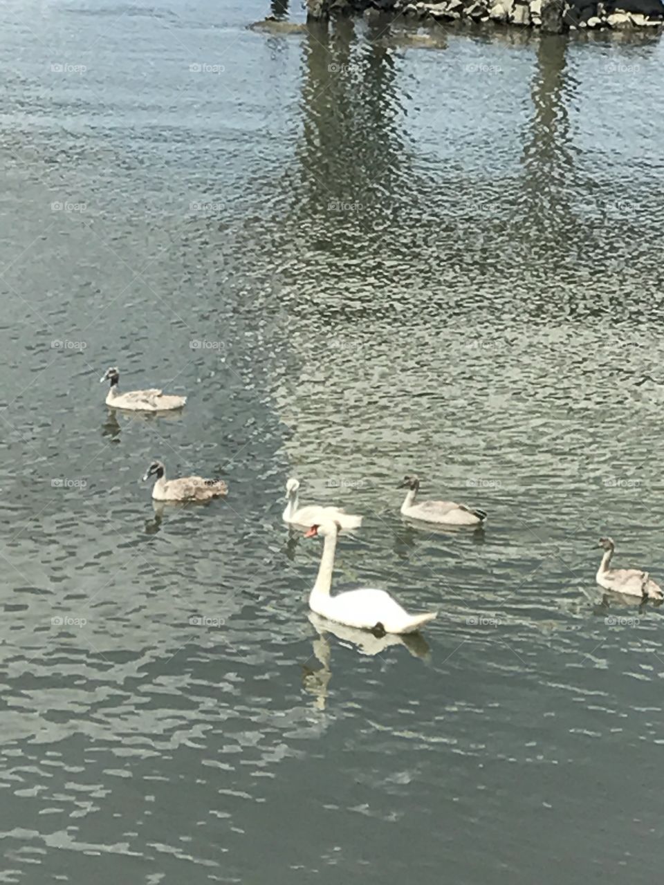 City island swans