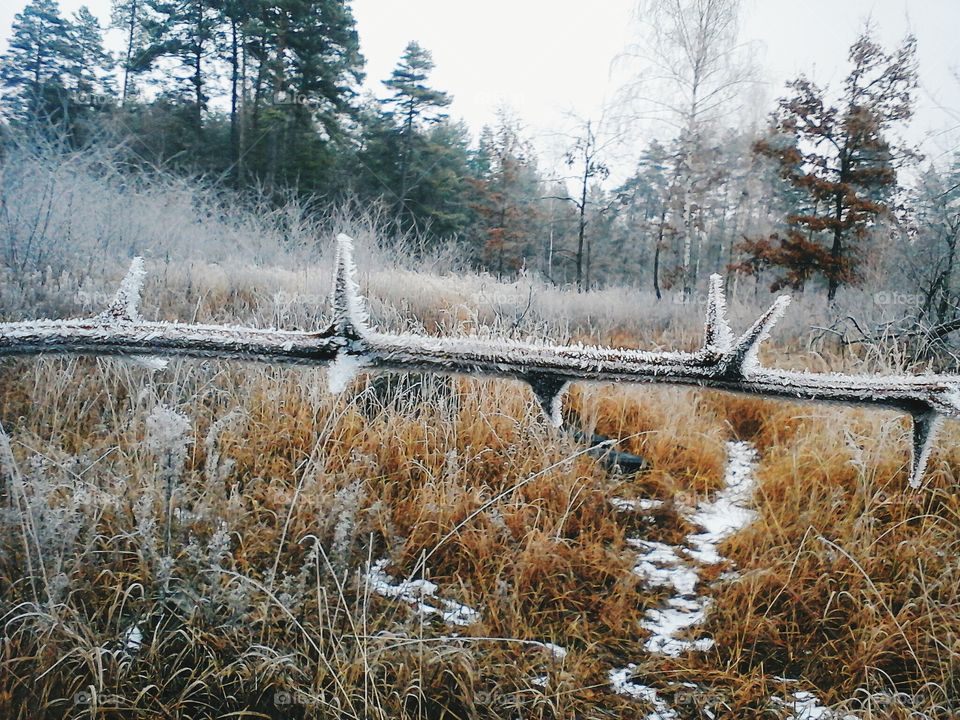 Winter scene of trees and grass