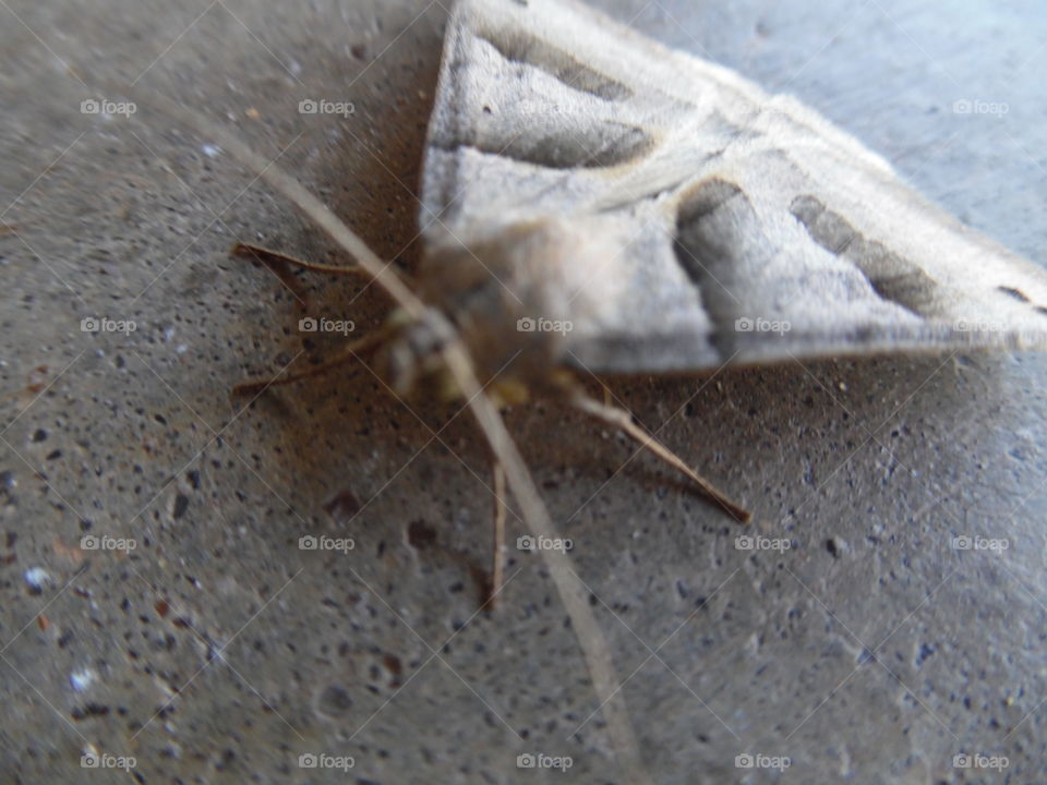 camouflage moth. This is another picture of the same moth that is very well blended into the pavement