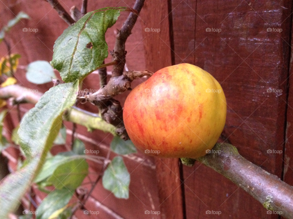 apple branch yumm coxs by bob54
