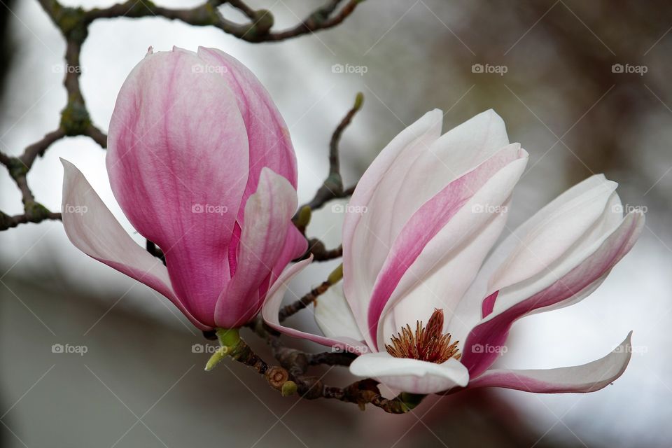 a beautiful pink and white tree flower blooming in the last days of a mild winter in Sacramento California.