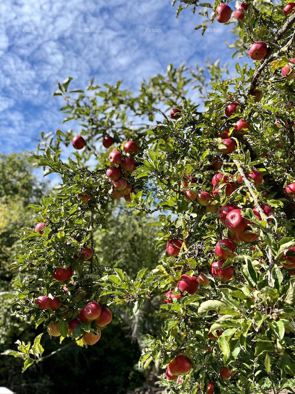 Apple tree with a lot of red apples on it.