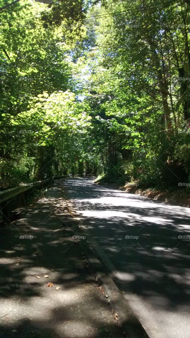 Road to Carkeek State Park. Always out exploring. This was a pleasant view.
