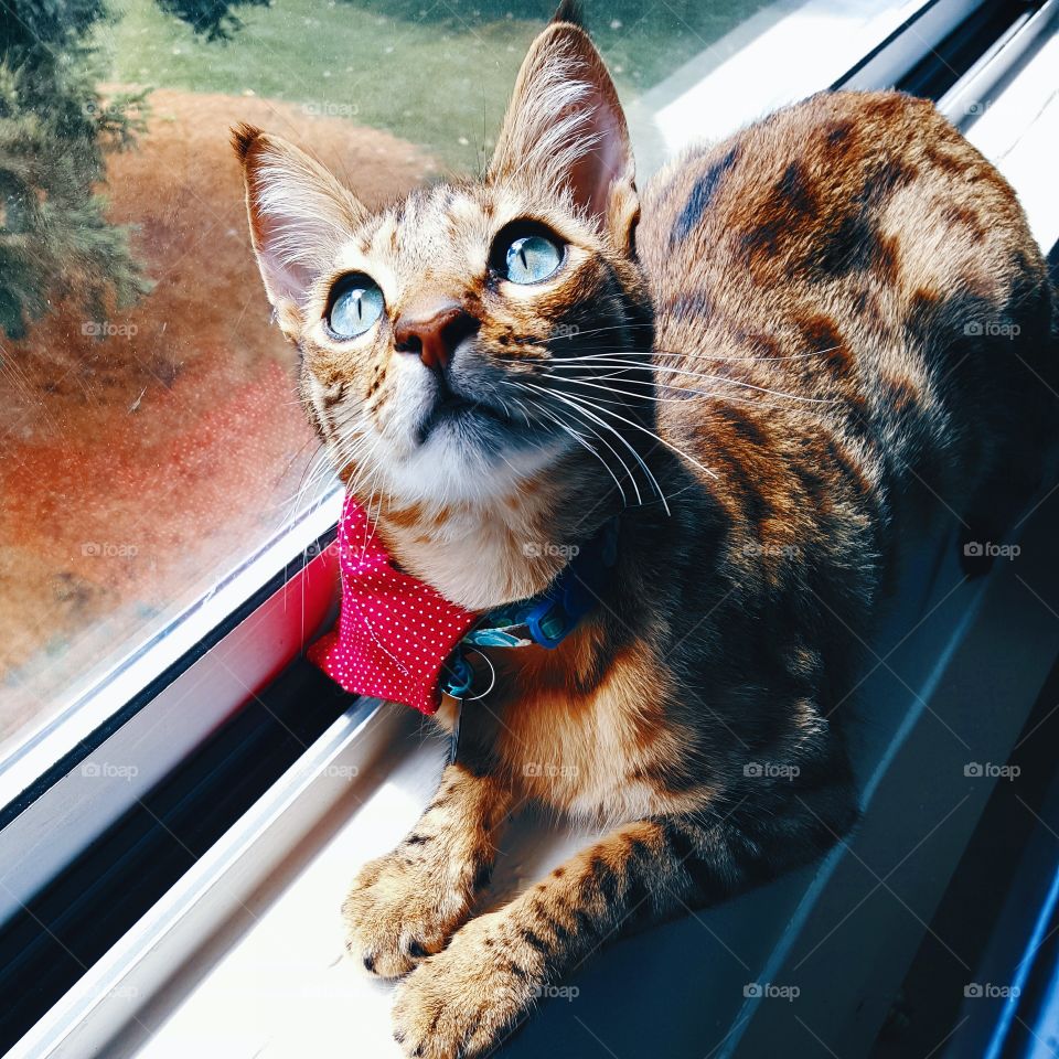 cute cat by the window. cute savannah cat by the window