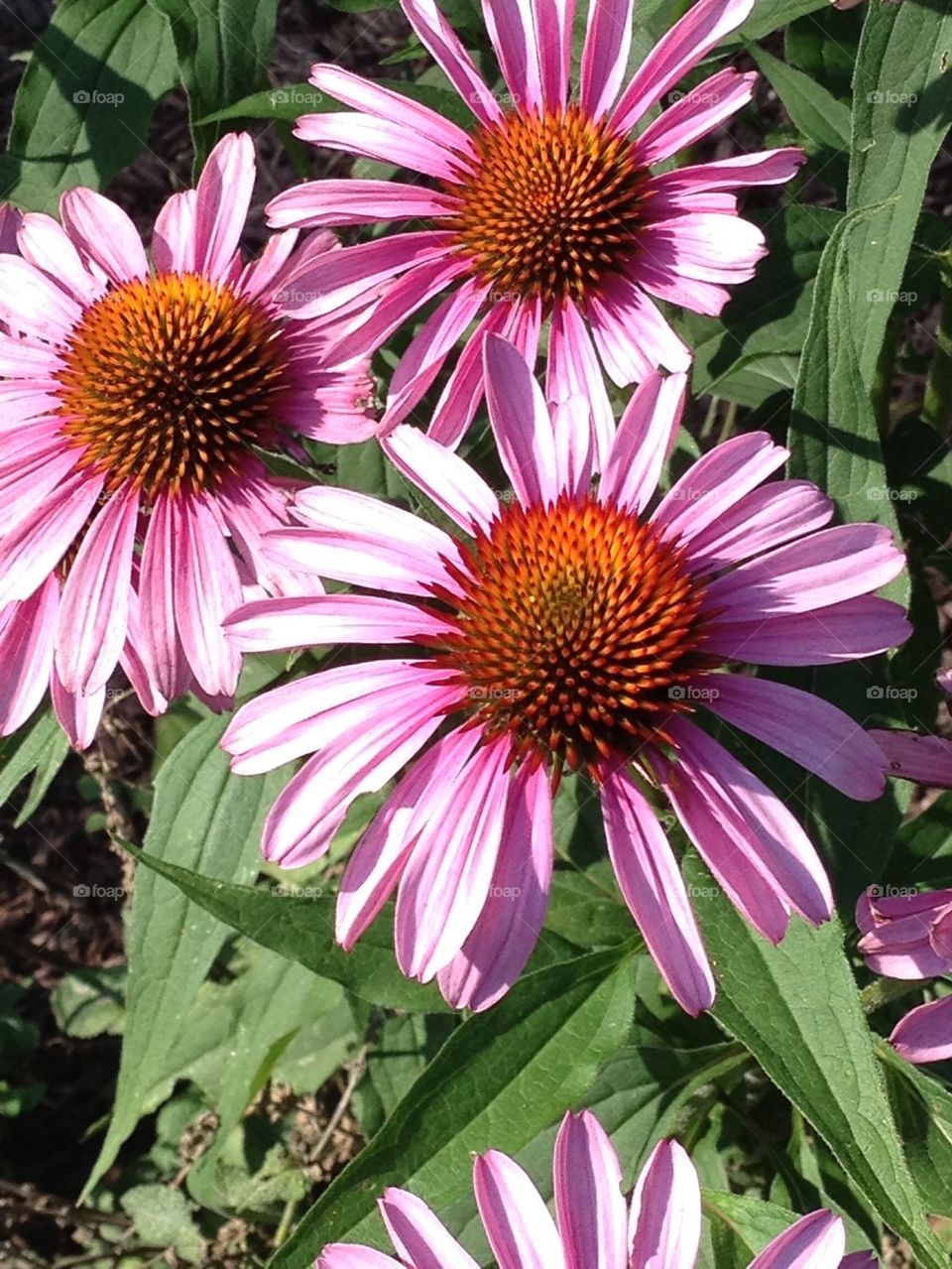 Purple Cone flowers