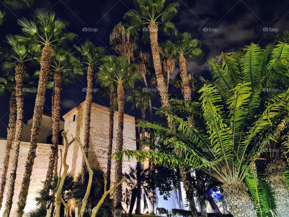 Palm trees and cycad plant.