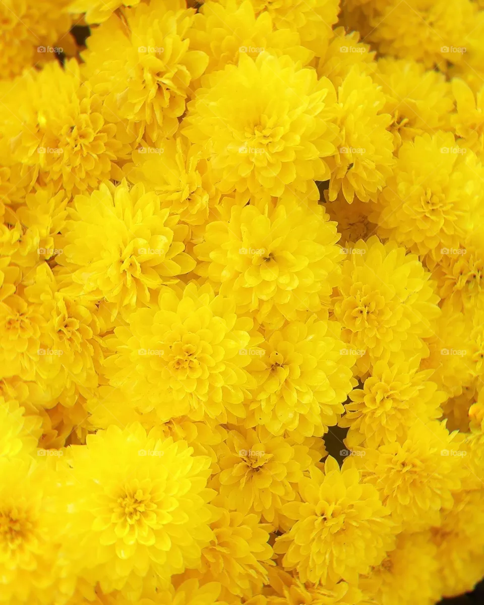 Beautiful flowers