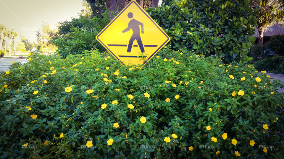 Blooms and sign