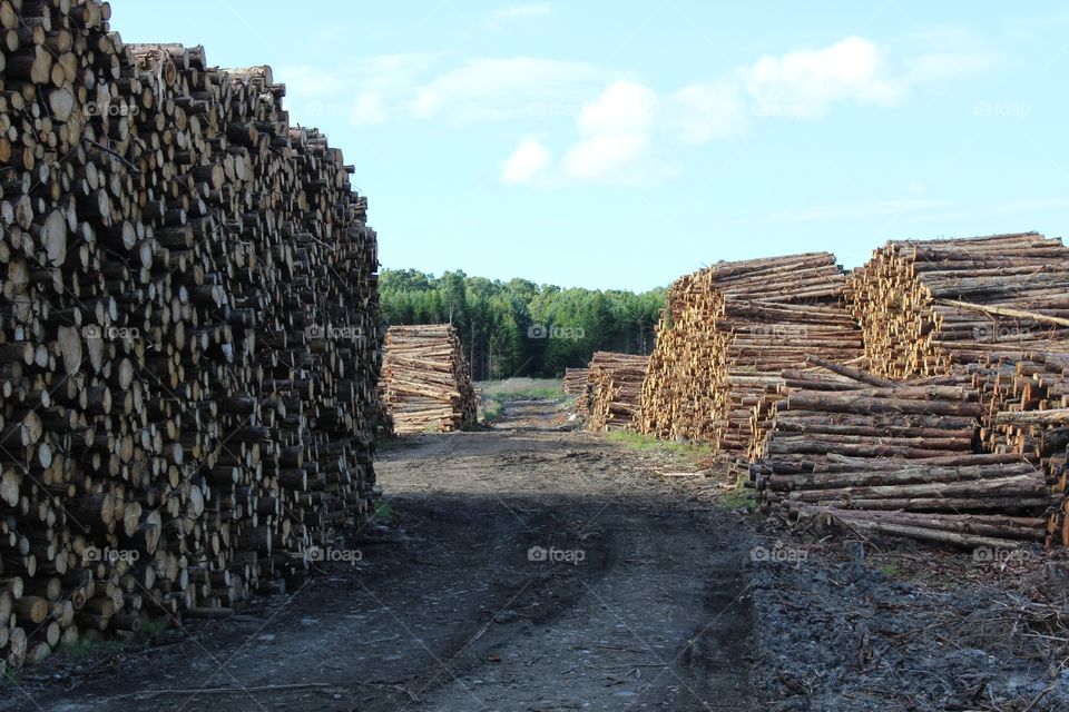 No Person, Tree Log, Outdoors, Old, Landscape