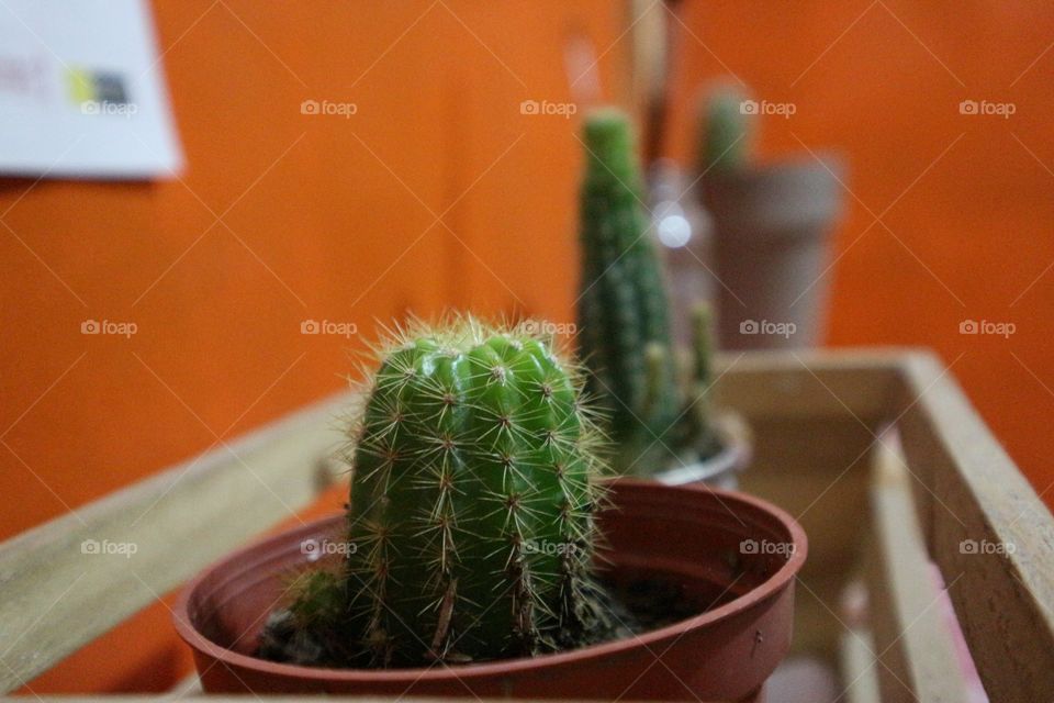 cactus