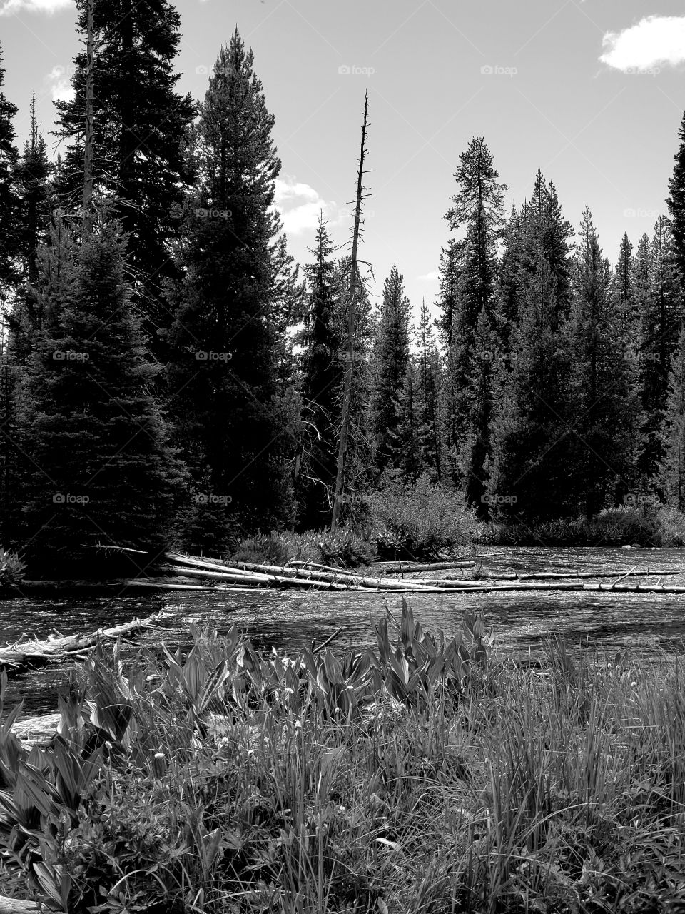 The Deschutes River near its headwaters on a sunny spring day