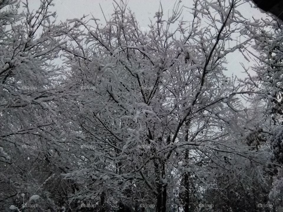 2017 First Snow
