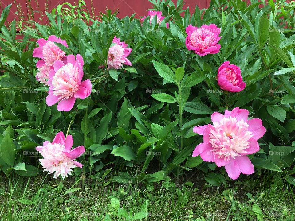 Peony pink and green