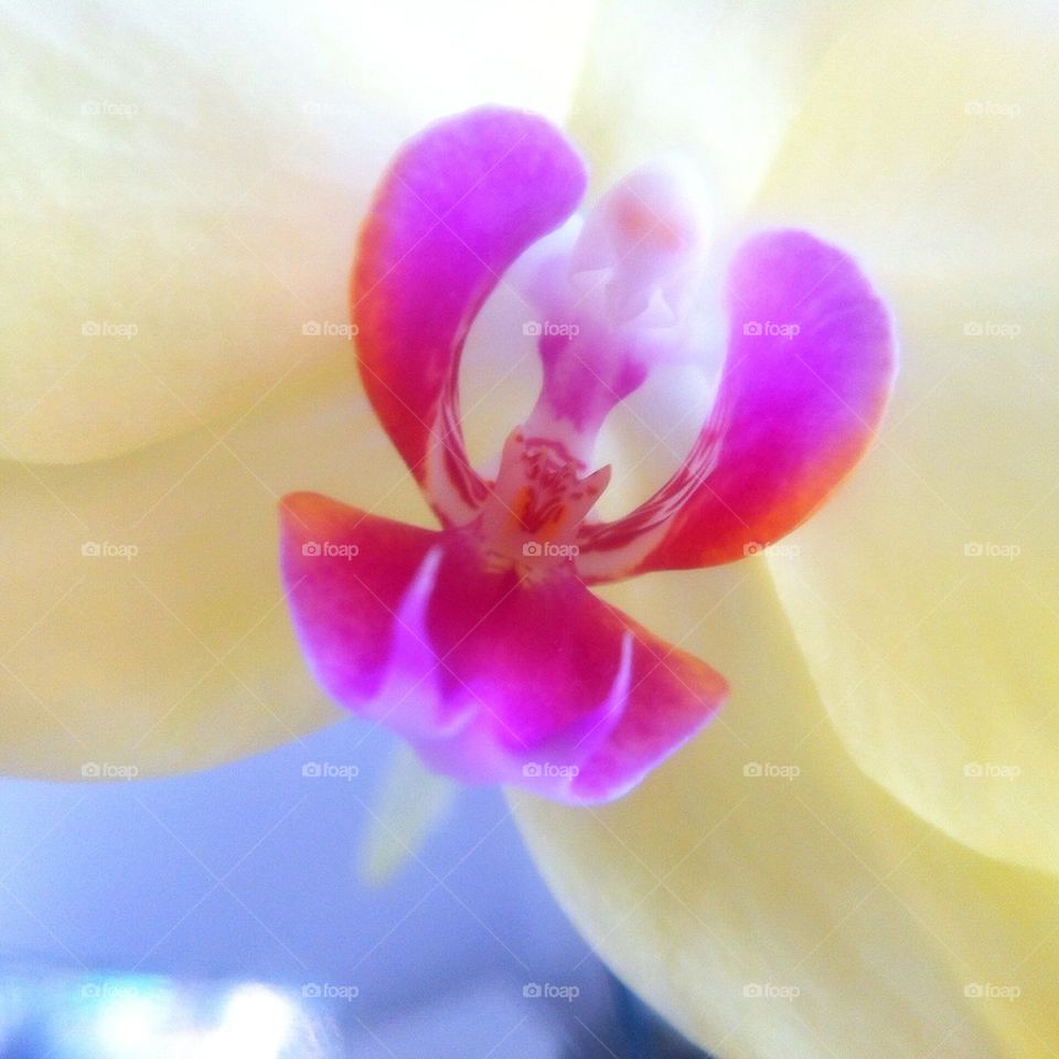 Yellow orchid