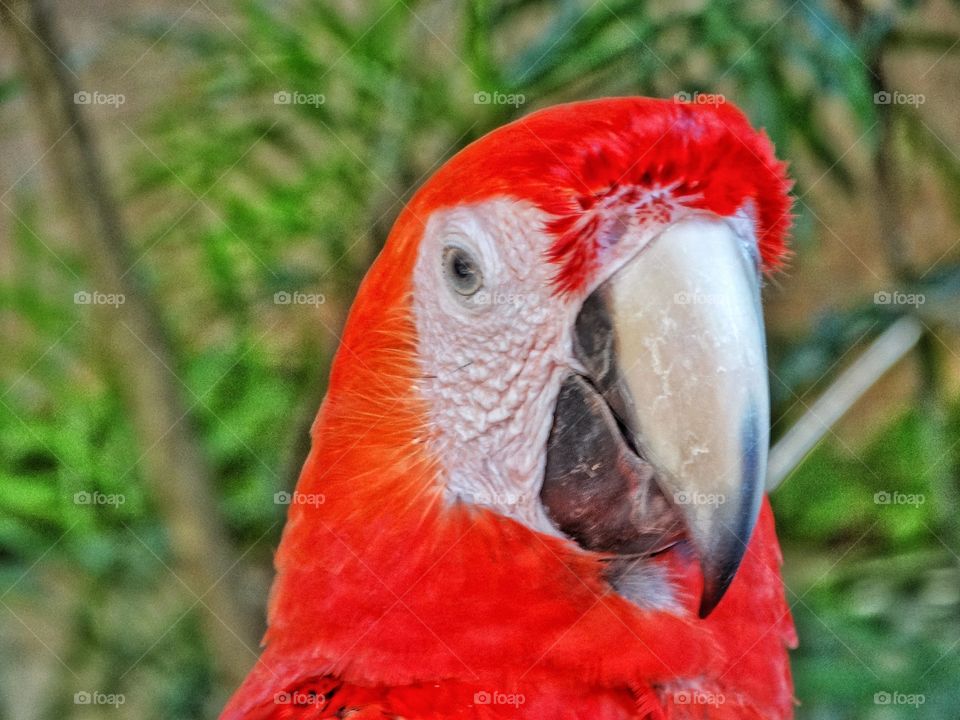 Clever Red Parrot
