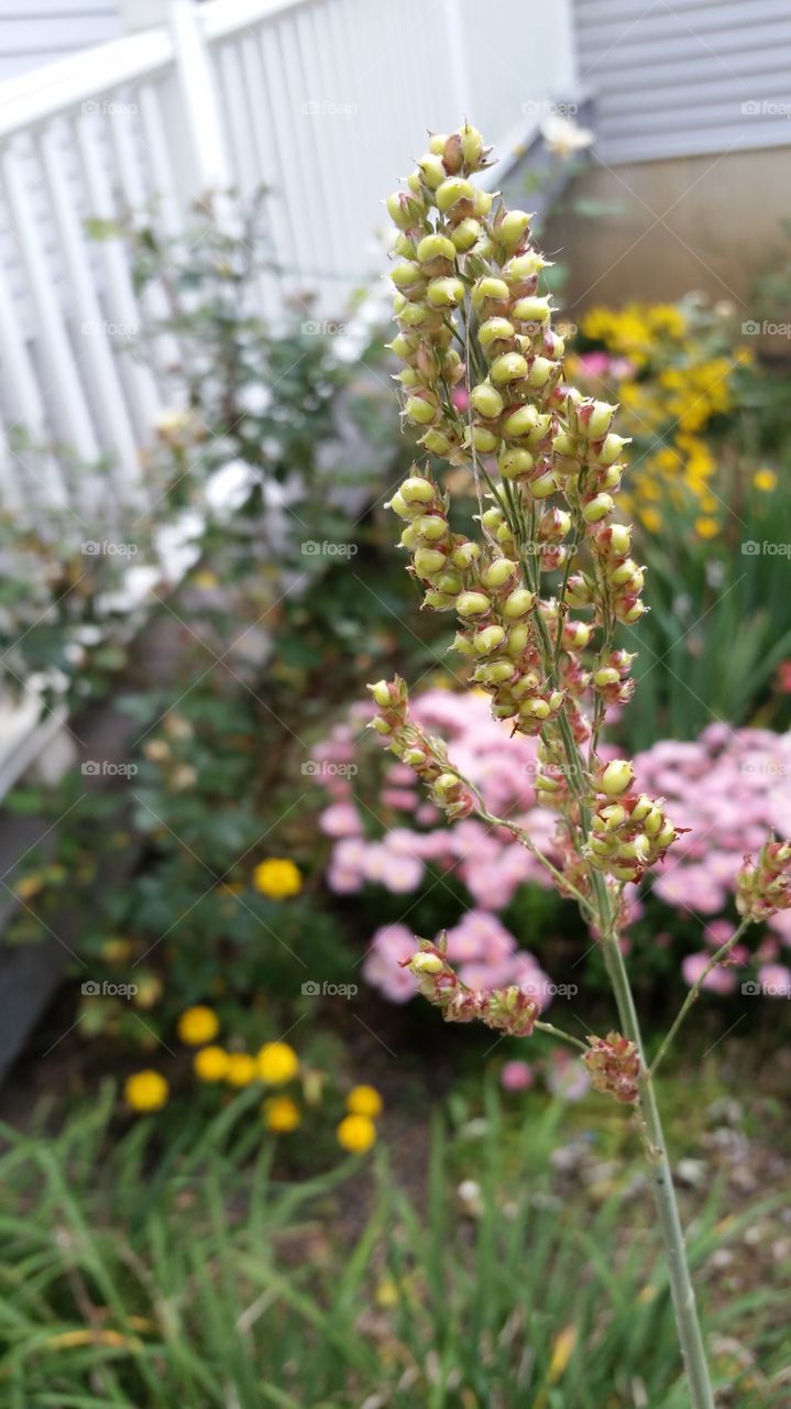 Close-up of plant