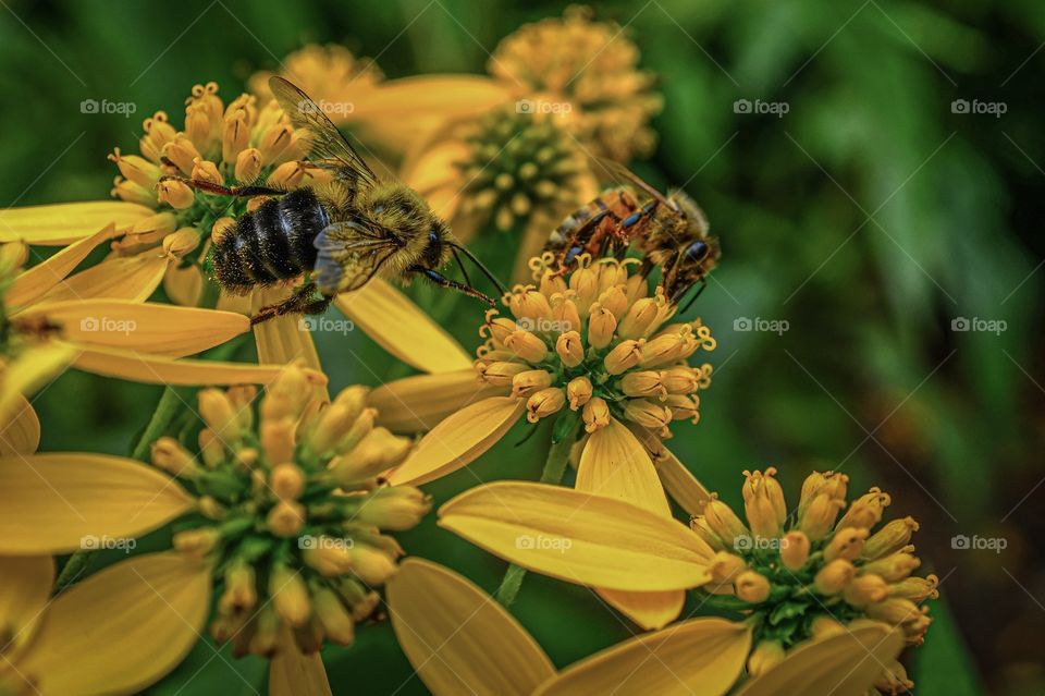 Bees on flowers