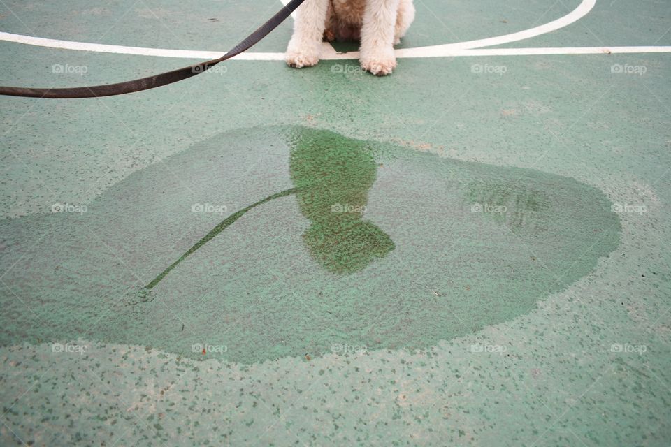 Dog reflection in puddle 