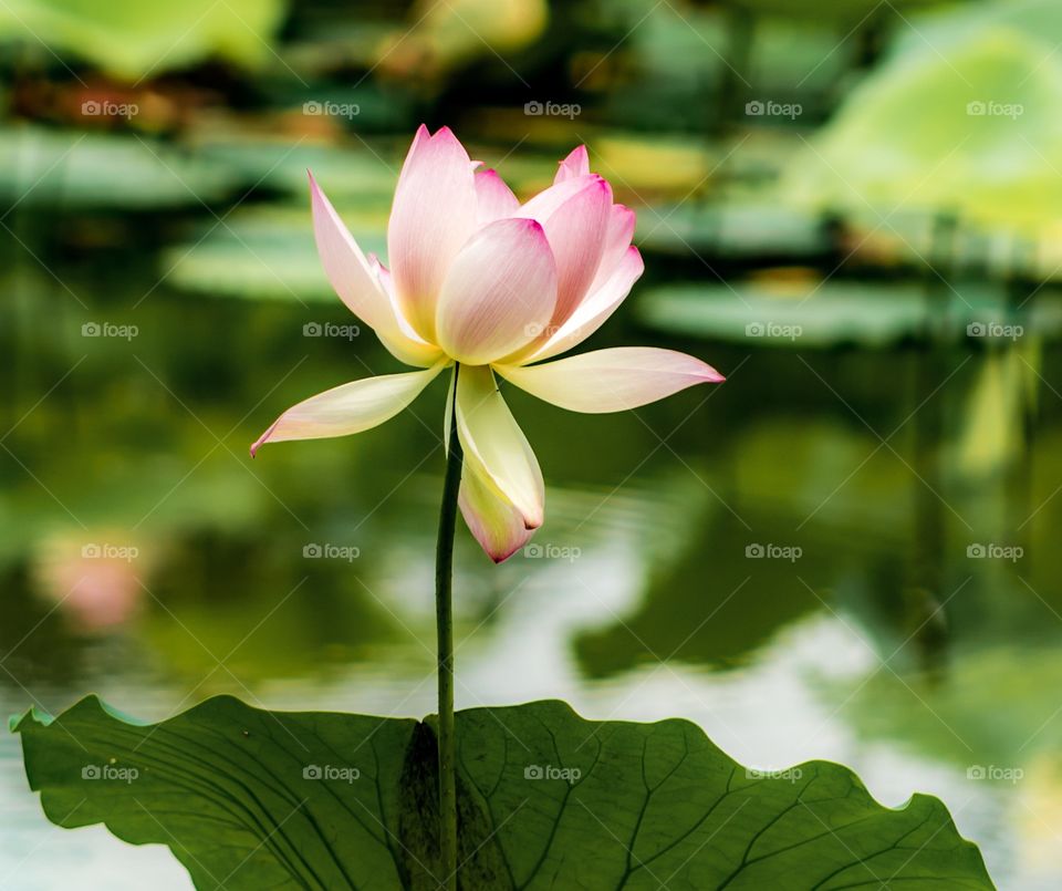 Colorful lotus flower 