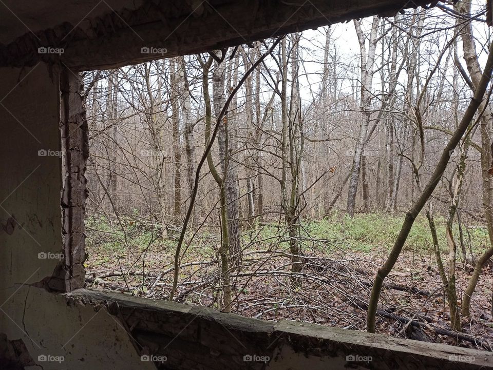 View from the window of an abandoned house in the forest