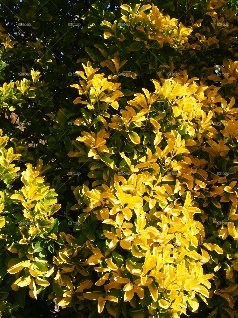 Plant of yellow leaves