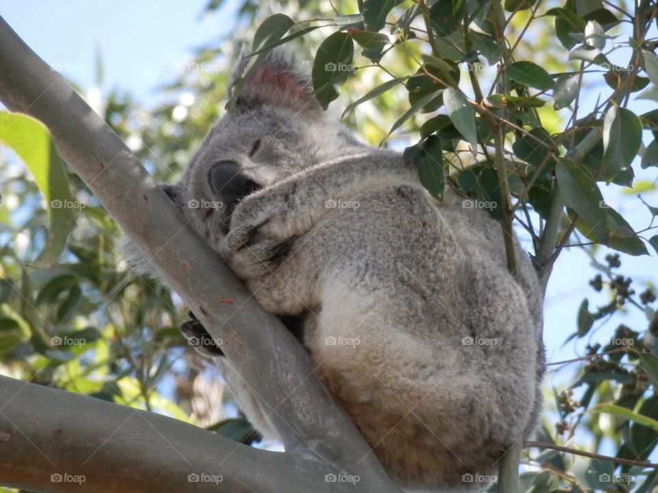 Koala