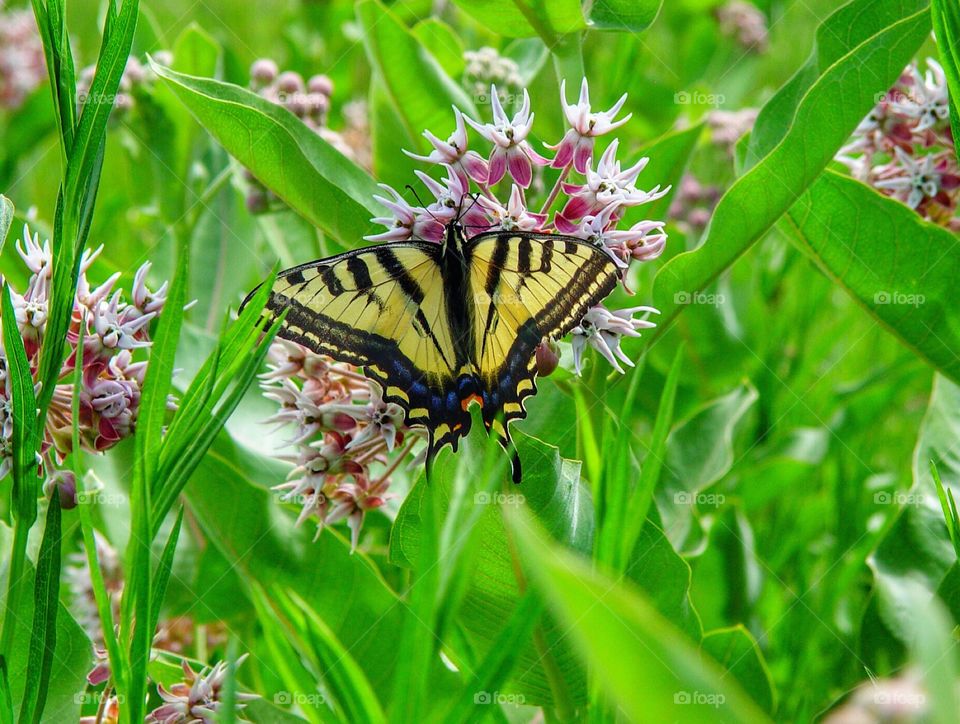 Tiger swallowtail on milkweed