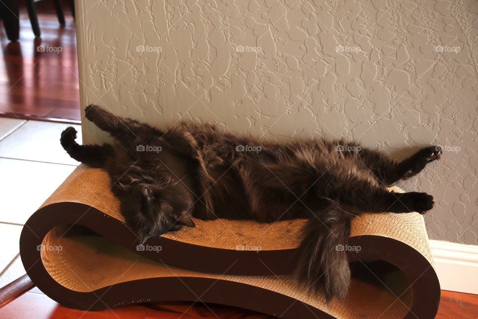 My cat relaxing on his cat scratcher.