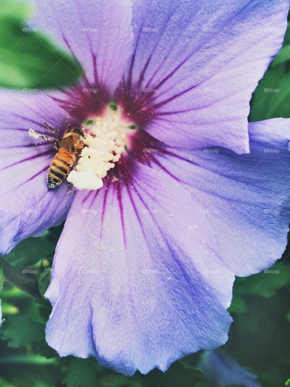 honeybee pollinating flower