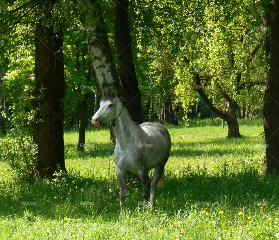 Mammal, Grass, Animal, Hayfield, Nature