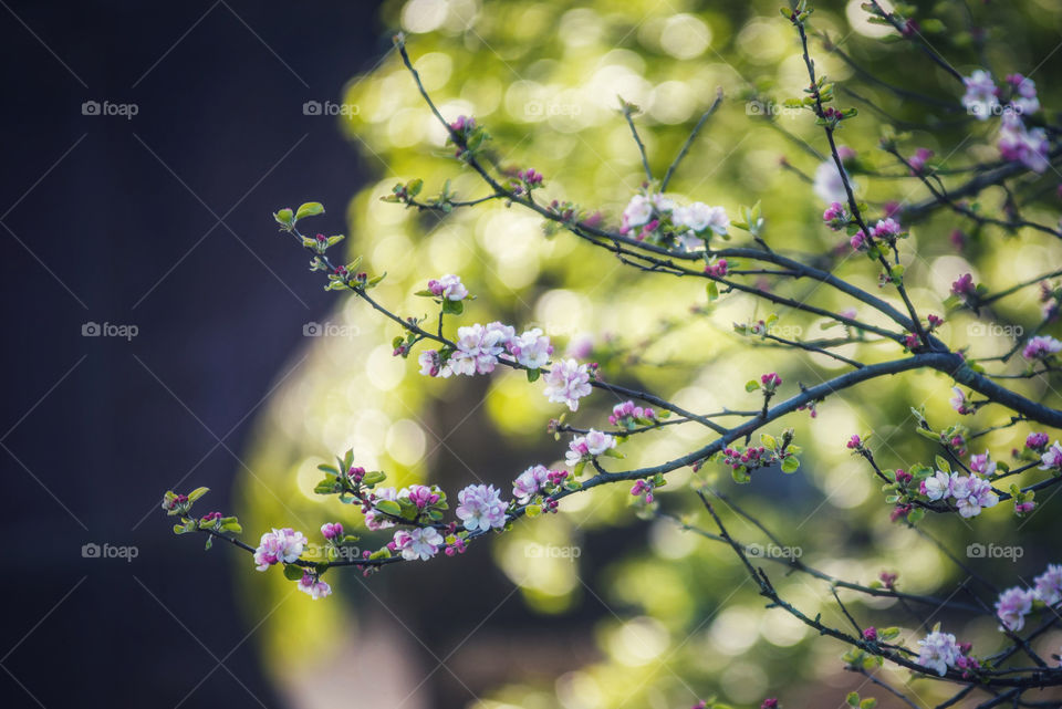 Blossoms on a tree branch 