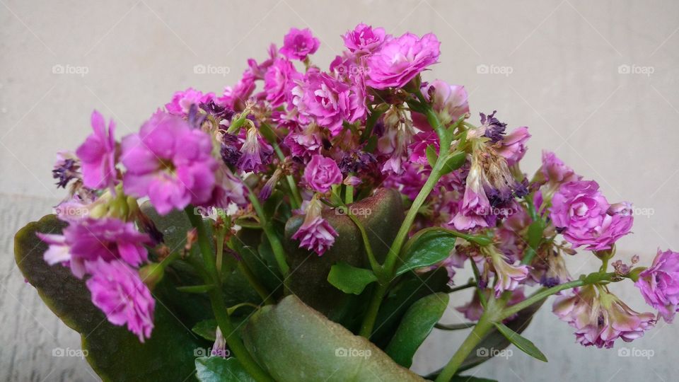 Sera que essas flores são púrpura?