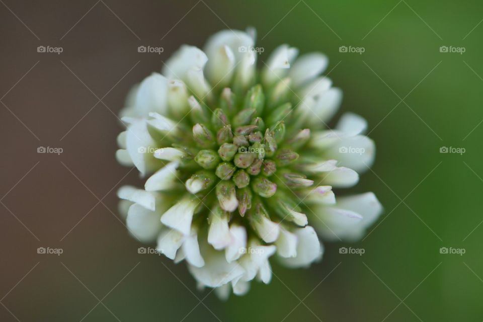 macro of white clover