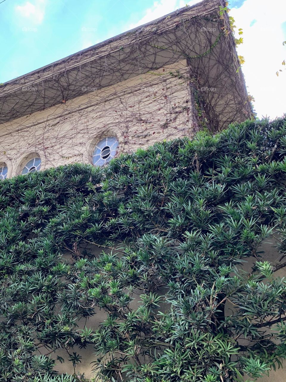 House wall covered with plants